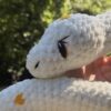 Ollie - Le serpent aux cœurs dorés